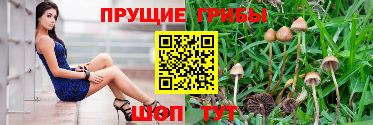Острогожск  закладки  Галлюциногенные грибы MAGIC MUSHROOMS  Вход с VPN  Галлюциногенные грибы Psilocybe 